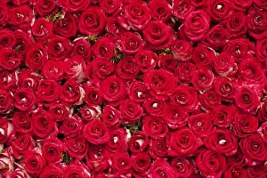 Deserted Rose Field Drucke: Red roses background, pattern for wedding design