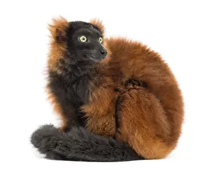 Red Coloured Mammal Drucke: Red ruffed lemur sitting, looking backwards