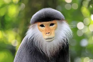 Catarrhine Primate Drucke: Red-shanked monkey (Pygathrix nemaeus)