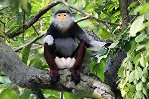 Catarrhine Primate Drucke: Red-shanked monkey (Pygathrix nemaeus)