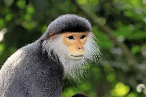 Catarrhine Primate Drucke: Red-shanked monkey (Pygathrix nemaeus)