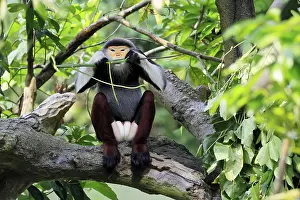 Tree Dwelling Monkeys Drucke: Red-shanked monkey (Pygathrix nemaeus)