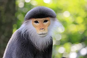 Catarrhine Primate Drucke: Red-shanked monkey (Pygathrix nemaeus)