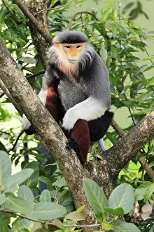Catarrhine Primate Drucke: Red-shanked monkey (Pygathrix nemaeus)