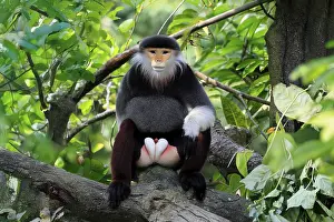Old World Primate Drucke: Red-shanked monkey (Pygathrix nemaeus)