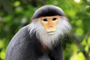 Mammal Head Shot Drucke: Red-shanked monkey (Pygathrix nemaeus)
