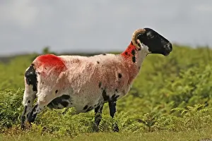 Dartmoor National Park Drucke: Red Sheep in Dartmoor, Devon, Cornwall