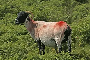 Devon Cornwall Landscape Drucke: Red Sheep in Dartmoor, Devon, Cornwall