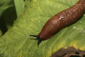Roter Schnecken auf der Blatt.