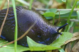 Muschel Drucke: Roter Schnecken auf der Blatt.