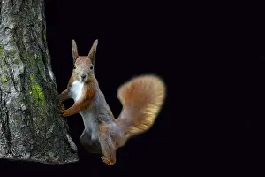 Eurasian Red Squirrel Drucke: Red squirrel on a black background