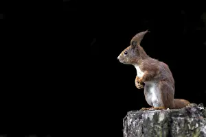 Eurasian Red Squirrel Image Drucke: Red squirrel on a black background