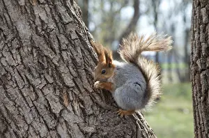Eichhörnchen frisst eine Nuss an einem Baum.