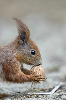 Forest Animal Photography Drucke: Red squirrel in the forest