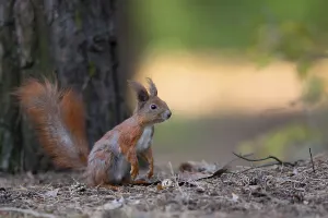Eurasian Red Squirrel Portrait Drucke: Red squirrel in the forest in the wild