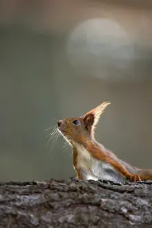 Red Squirrel Drucke: Red squirrel in the forest in the wild