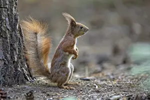 Nature Landscape Photos Drucke: Red squirrel in the forest in the wild