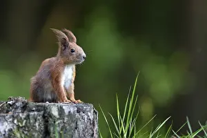 Forest Wildlife Photography Drucke: Red squirrel in the forest in the wild