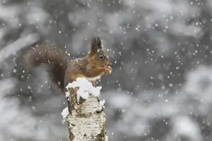 Snowy Forest Scene Drucke: Red squirrel (Sciurus) feeding on a dead birch tree during snowfall