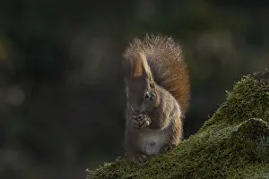 Rodent Mammal Drucke: Red squirrel (Sciurus) on rootstock
