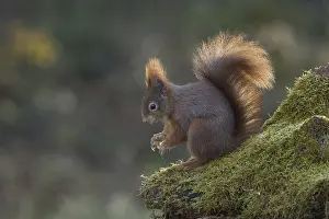 Eurasian Red Squirrel Pictures Drucke: Red squirrel (Sciurus) on rootstock
