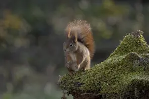 Rodent Animal Photo Drucke: Red squirrel (Sciurus) sitting on a rootstock