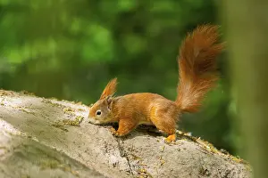 Eurasian Red Squirrel Image Drucke: Red squirrel (Sciurus vulgaris) on a rock