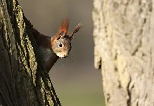 Drucke von Ein roter Eichhörnchen auf einem Baum Rotes Eichhörnchen Drucke: Ein roter Eichhörnchen auf einem Baum.