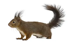 Isolated Against White Background Drucke: Red squirrel in front of a white background