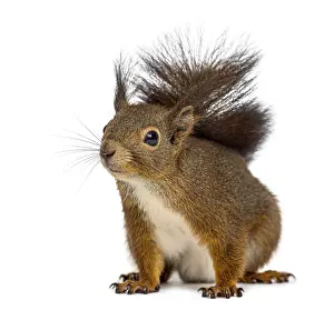 Rodent Animal Photo Drucke: Red squirrel in front of a white background
