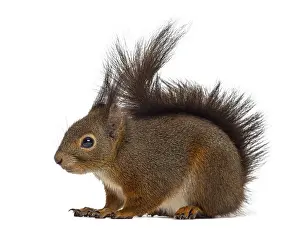 Rodent Animal Photo Drucke: Red squirrel in front of a white background