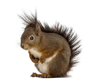 Studio Shot Cutout Drucke: Red squirrel in front of a white background
