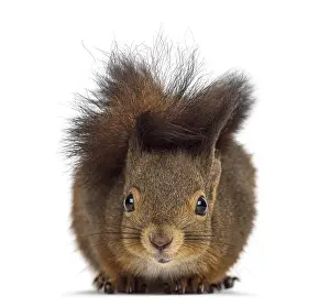 Eurasian Red Squirrel Image Drucke: Red squirrel in front of a white background
