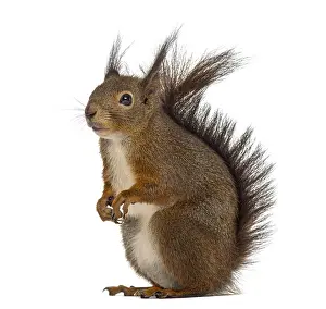 Eurasian Red Squirrel Image Drucke: Red squirrel in front of a white background