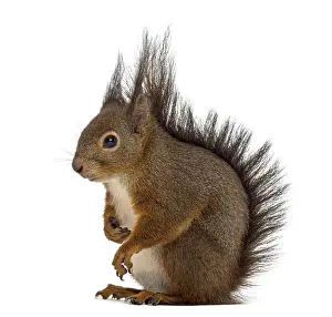 Eurasian Red Squirrels Drucke: Red squirrel in front of a white background