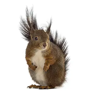 Eurasian Red Squirrel Image Drucke: Red squirrel in front of a white background