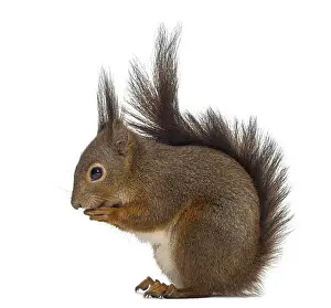 Eurasian Red Squirrels Drucke: Red squirrel in front of a white background