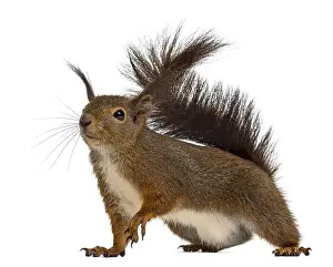 Curious Squirrel Drucke: Red squirrel in front of a white background