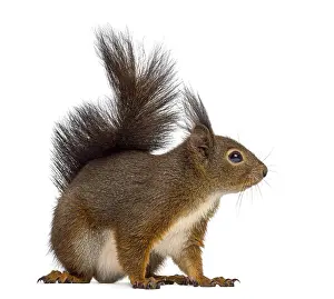 Isolated Against White Background Image Drucke: Red squirrel in front of a white background