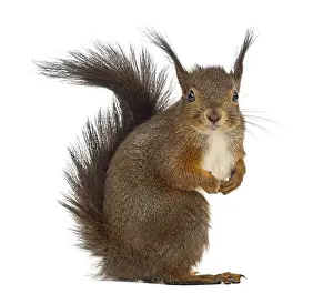 Copy Space Photo Drucke: Red squirrel in front of a white background