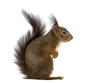 Rodent Animal Photo Drucke: Red squirrel in front of a white background
