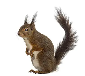 Eurasian Red Squirrels Drucke: Red squirrel in front of a white background