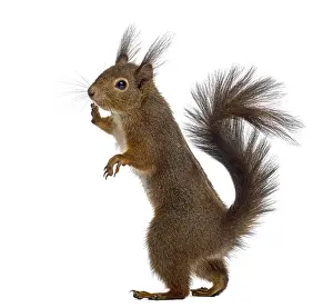 Isolated Animal Image Drucke: Red squirrel in front of a white background