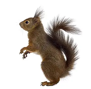 Red Coloured Mammal Drucke: Red squirrel in front of a white background