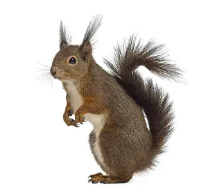 Studio Shot Cutout Drucke: Red squirrel in front of a white background