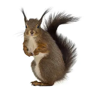 Bright Light Colored Background Image Drucke: Red squirrel in front of a white background