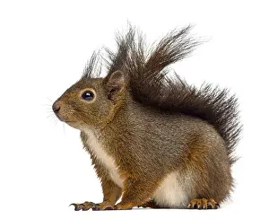 Eurasian Red Squirrels Drucke: Red squirrel in front of a white background