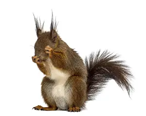 Bright Background Photography Drucke: Red squirrel in front of a white background
