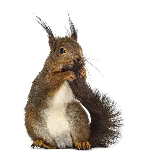 Isolated Animal Photo Drucke: Red squirrel in front of a white background