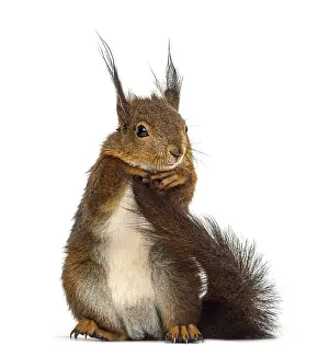 Rodent Animal Photo Drucke: Red squirrel in front of a white background
